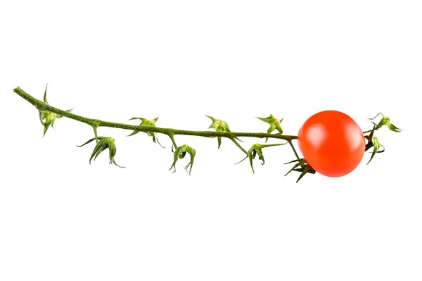 Une Tomate Sur Une Branche Sur Fond Isolé Photo Haute — Photo