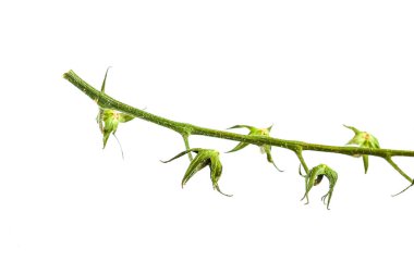 Boş domates dalıyla izole edilmiş arka plan. Yüksek kalite fotoğraf