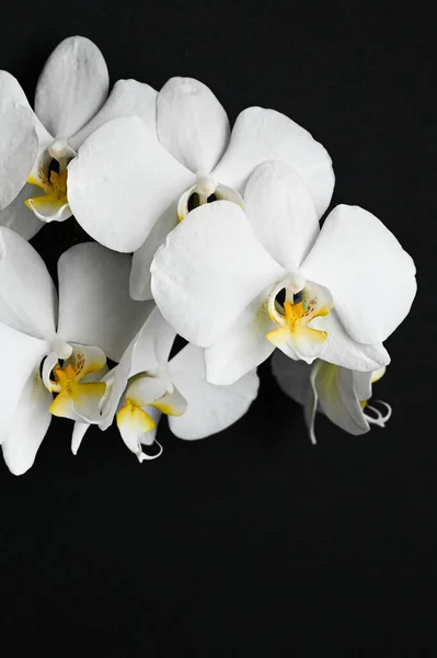 White Orchid Black Background High Quality Photo — Stock Photo, Image