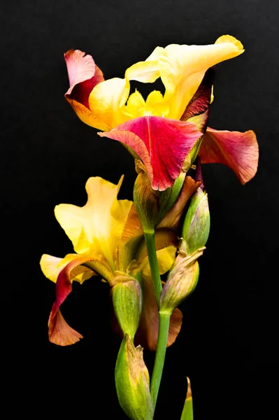 Yellow Red Irises Black Background High Quality Photo — Stock Photo, Image