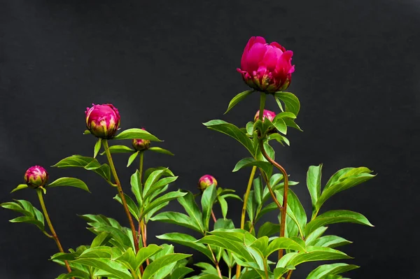 Red Peonies Black Background High Quality Photo — Stock Photo, Image