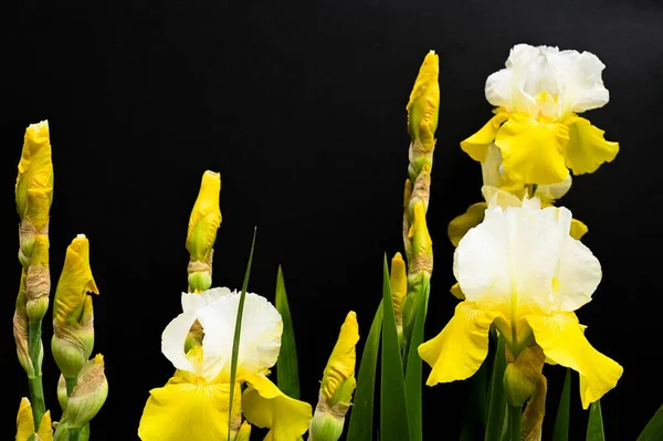 Gelbe Schwertlilien Auf Schwarzem Hintergrund Hochwertiges Foto — Stockfoto