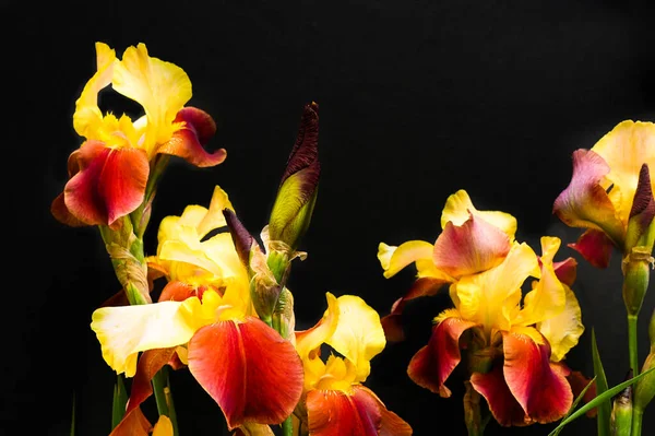 Yellow Red Irises Black Background High Quality Photo Stock Photo