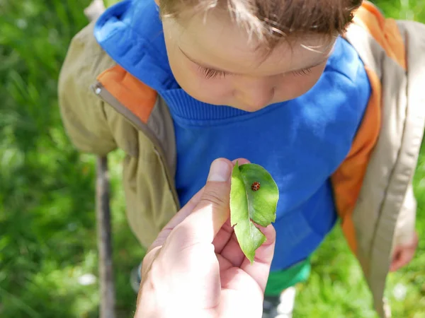 Père Montre Insecte Enfant Photo Haute Qualité — Photo