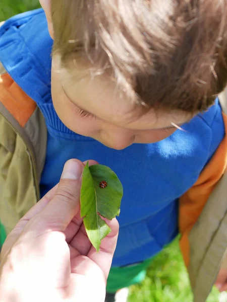Der Vater Zeigt Dem Kind Das Insekt Hochwertiges Foto — Stockfoto