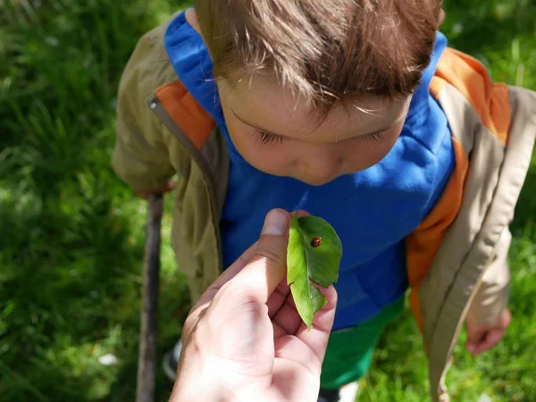 Père Montre Insecte Enfant Photo Haute Qualité — Photo