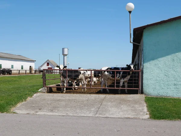Cows behind a fence on a farm. High quality photo