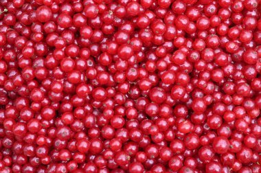 Frenk üzümünün arka planı. Yüksek kalite fotoğraf