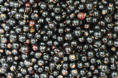 Siyah frenk üzümü. Yakın plan. Yüksek kalite fotoğraf