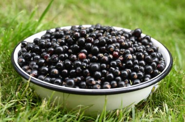 Çimlerin üzerinde bir kase siyah frenk üzümü. Yüksek kalite fotoğraf