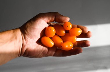 Gün ışığında küçük domatesler. Yüksek kalite fotoğraf