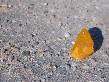 Yalnız sarı bir yaprak yerde yatıyor. Yüksek kalite fotoğraf