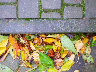 Asfalt üzerinde sarı yapraklar. Yüksek kalite fotoğraf