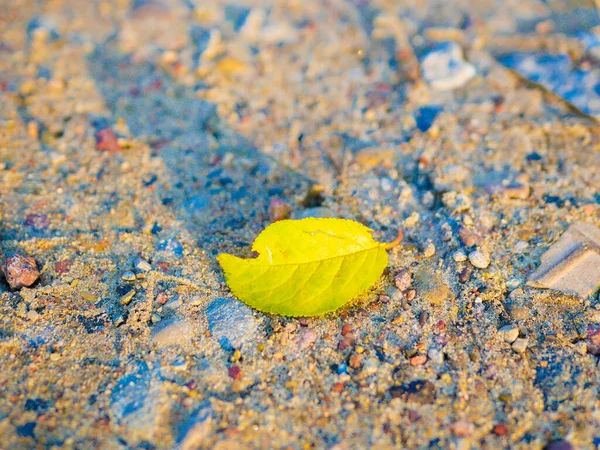 Sárga Levél Fekszik Földön Kiváló Minőségű Fénykép — Stock Fotó
