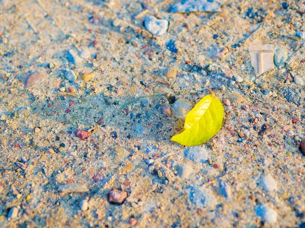 Yellow Leaf Lies Ground High Quality Photo — Stock Photo, Image