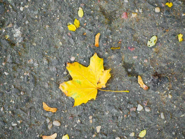 Желтый Кленовый Лист Лежит Земле Высокое Качество Фото — стоковое фото