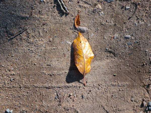 一片孤寂的秋叶躺在地上 高质量的照片 — 图库照片