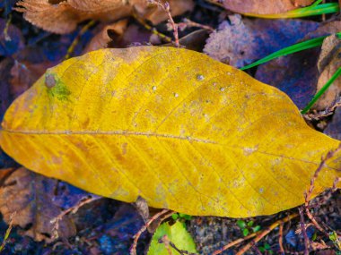 Yalnız sarı bir yaprak yerde yatıyor. Yüksek kalite fotoğraf