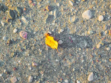 Yalnız sarı bir yaprak yerde yatıyor. Yüksek kalite fotoğraf