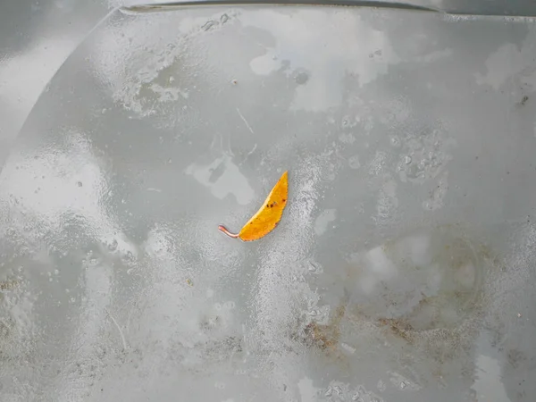 Желтый Лист Мокром Пластике Высокое Качество Фото — стоковое фото