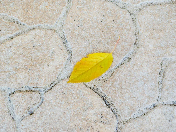 Hojas Amarillas Sobre Losas Pavimentación Foto Alta Calidad —  Fotos de Stock