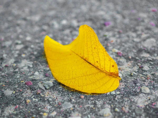 黄叶躺在沥青路面上 高质量的照片 — 图库照片