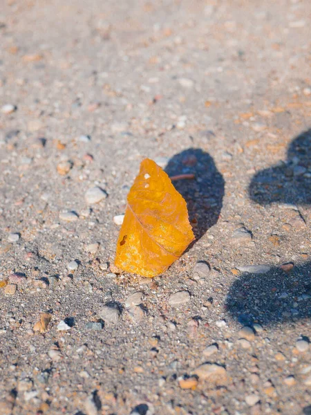 Una Hoja Solitaria Otoño Yace Suelo Foto Alta Calidad —  Fotos de Stock