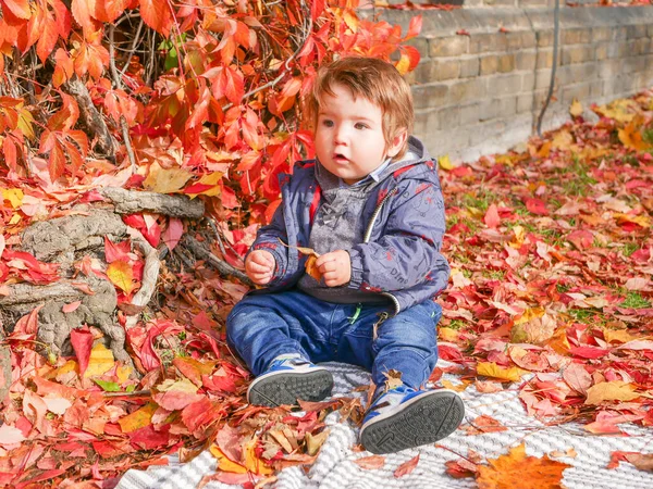Маленький Ребенок Сидящий Красной Листве Высокое Качество Фото — стоковое фото