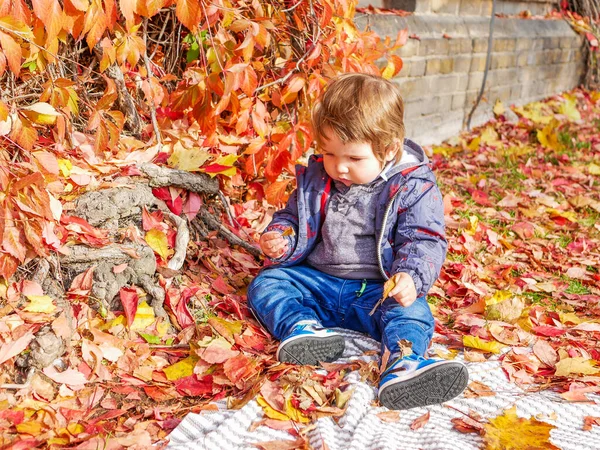 Petit Enfant Assis Dans Feuillage Rouge Photo Haute Qualité — Photo