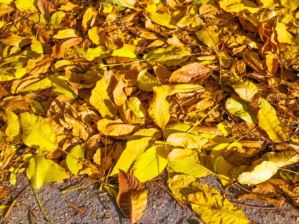 落下来的黄叶在阳光下 高质量的照片 — 图库照片