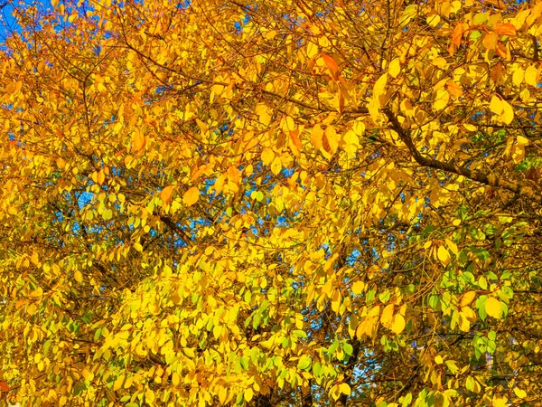 Vergilbtes Laub Einem Baum Aus Nächster Nähe Hochwertiges Foto — Stockfoto