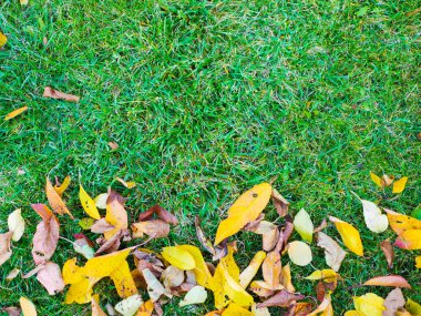 Yeşillik şeklinde gelecek sonbahar konsepti. Yüksek kalite fotoğraf