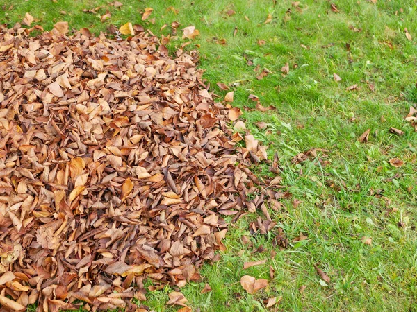 Samlade Bladverk Hög Gräsmattan Högkvalitativt Foto — Stockfoto