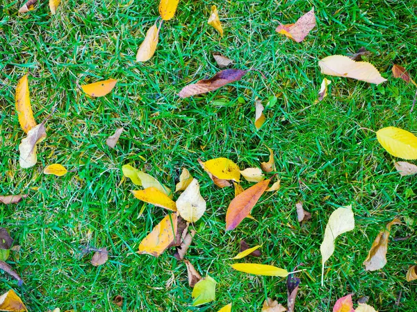 Fundo Outono Forma Grama Verde Folhas Foto Alta Qualidade — Fotografia de Stock