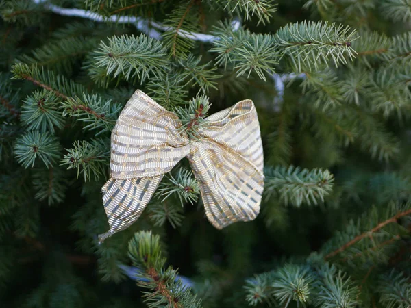 white bow hanging on the tree. High quality photo