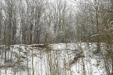 Donmuş karlı ormanın manzarası. Yüksek kalite fotoğraf