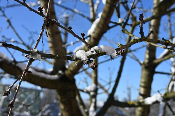 Äste Mit Schnee Vor Blauem Himmel Bei Klarem Sonnigen Wetter — Stockfoto