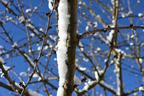 Äste Mit Schnee Vor Blauem Himmel Bei Klarem Sonnigen Wetter — Stockfoto
