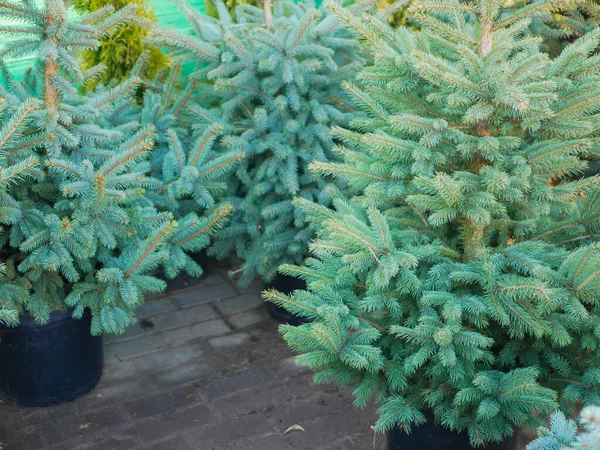 Verkauf Von Kiefern Für Das Neue Jahr Hochwertiges Foto — Stockfoto