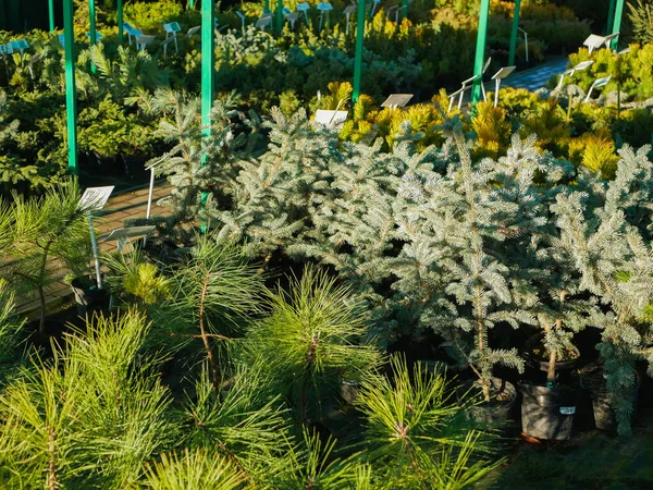 Sokak dükkânı taze ağaçlar satıyor. Yüksek kalite fotoğraf