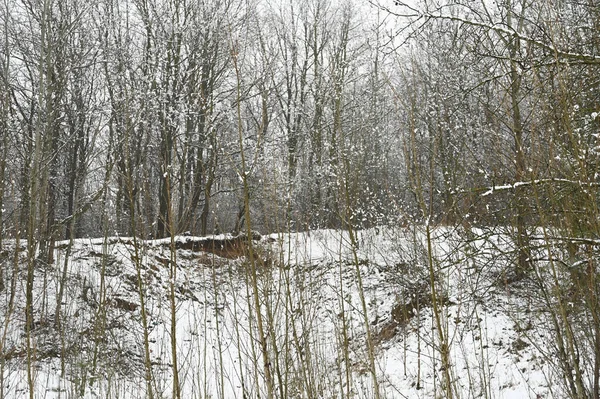 Krajina Zamrzlého Zasněženého Lesa Kvalitní Fotografie — Stock fotografie