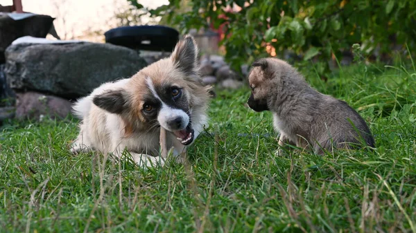 Chien Ronge Avec Chiot Photo Haute Qualité — Photo