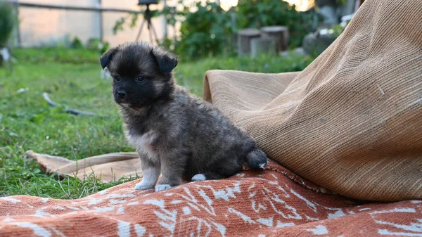 Little Dark Puppy Walking Lawn High Quality Photo — Stock Photo, Image