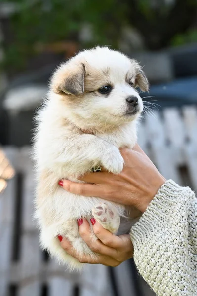 Pequeno Cachorro Leve Nos Braços Uma Menina Foto Alta Qualidade — Fotografia de Stock