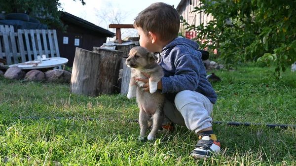 the child meets the puppy. High quality photo
