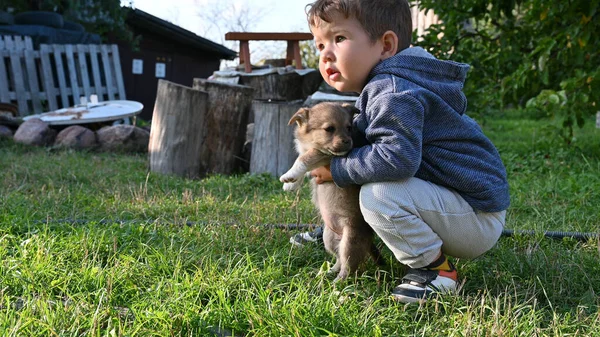 Criança Carrega Filhote Cachorro Seus Braços Foto Alta Qualidade — Fotografia de Stock