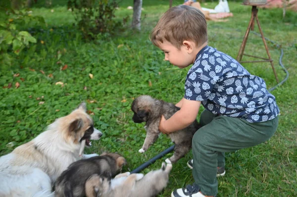 Enfant Porte Petit Chiot Dans Ses Bras Photo Haute Qualité — Photo