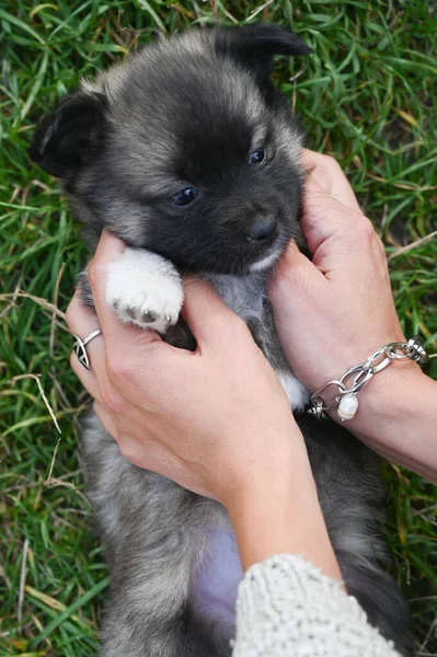 Hands Stroking Belly Puppy High Quality Photo — Stock Photo, Image