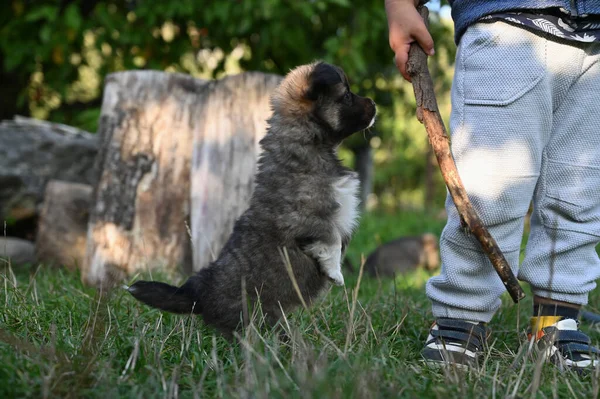 Petit Chiot Sombre Marchant Sur Pelouse Photo Haute Qualité — Photo