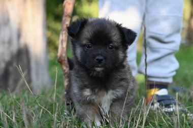 Küçük siyah köpek çimenlerde yürüyor. Yüksek kalite fotoğraf